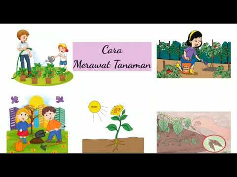 Ternyata Ini 5 Contoh Soal tentang Cara Merawat Tumbuhan Kelas 3 SD KTSP